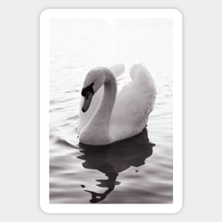 Mute Swan Black and White Photography Sticker